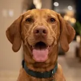 Perro de Alfredo